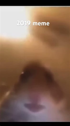 2019 staring hamster ￼￼ #meme
