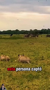 Leones vs. Cebra: una lucha por la supervivencia. 🦁🦓 #Viral #FYP #Naturaleza #Animal | Zoorama