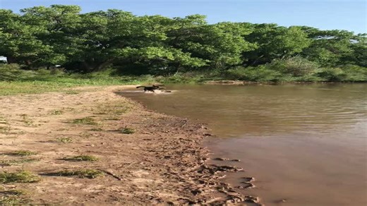 Dog Finds Huge Stick and Proudly Parades It