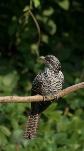 Koel Sound | Relaxing Nature #birds #nature #birdsong
