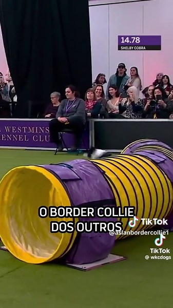 Defeitos Divertidos em Border Collies