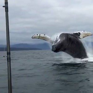 󾀅 The Humpback Whale breach is a powerful sight that physically takes your breath away when you see it. _____________________________________ 󾮌 #savingthewaves The power of a large whale breaching with the sea spray whipping around it, the spout that usually accompanies the breach and the displacement of tons of water as it lands is an extremely powerful sight. Humpback Whales breach for a variety of reasons, to relieve themselves of parasites, to scare off predators and probably just for the 