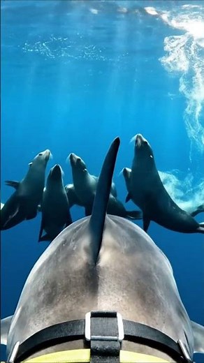 Great White Shark POV — Body-Mounted Research Camera | Raw Wildlife