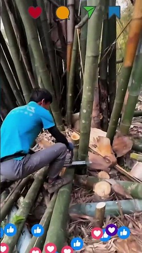 Cutting the World’s Fastest Growing Bamboo