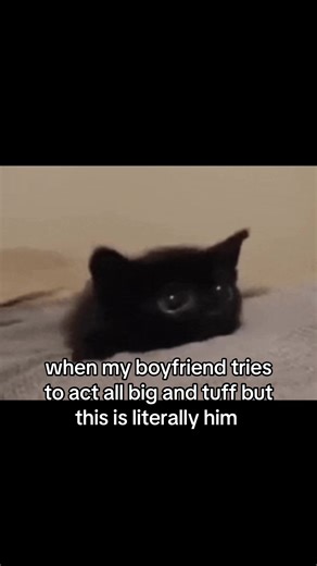 Hilarious Cat Meme with Boyfriend Moments