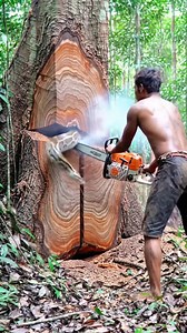 Massive Tree Core Filled With Snake! #woodworking#chainsaw#treecutting | 研師Ryota
