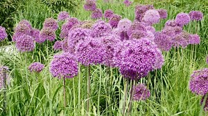 Giant Onion (Allium Giganteum) blooming in summer garden