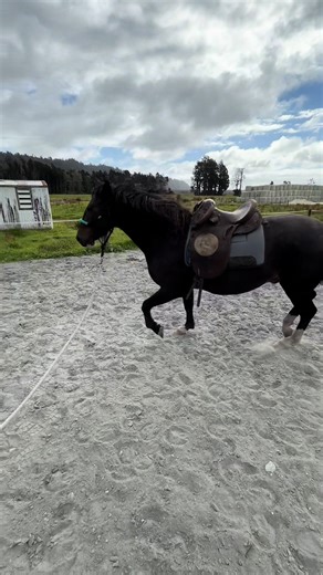 Westys got big D’s saddle on him today.