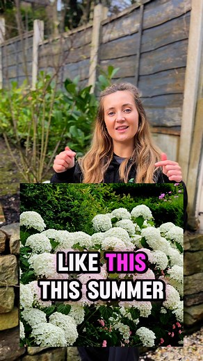 2.3K views · 25 reactions | Buy any 3 hydrangeas and get a 4th one free!  Simply add 4 eligible hydrangeas to your basket, and the cheapest one will be free. T&Cs apply. Limited time only.  Rated 'Excellent' on Trustpilot ✅ Pay later with Klarna ✅ FREE delivery for orders over £150 ✅ Fast delivery - 95% of orders arrive within 2 working days ✅ | One Click Plants | Facebook