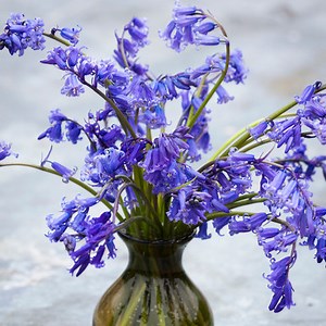 Bluebells (Hyacinthoides non scripta)