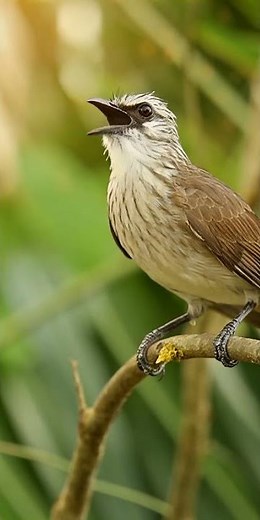 Straw-headed Bulbul Singing – Critically Endangered Songbird #birdlovers #birds #birdenthusiast