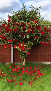 camellia flowers beautiful | I love roses and followers