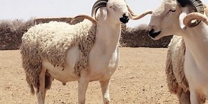 Aïd Al Adha au Maroc: combien coûtera le mouton ?