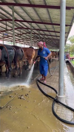 Cleaning at Dutch dairy farm