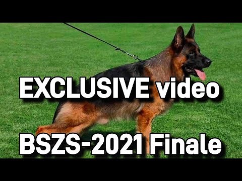 EXCLUSIVE video || BSZS-2021 #finale || German Shepherd World Championship ||