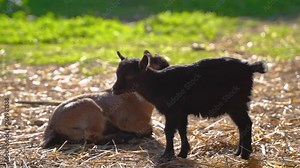 Small black baby goat, starting to fall asleep on field on a sunny day. Super cute tiny little baby goat getting very sleepy. Capra aegagrus hircus.