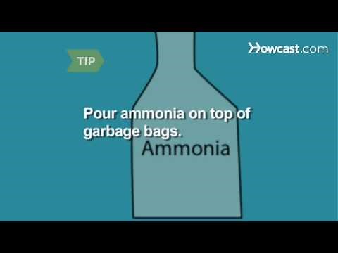 How to Get Rid of Raccoons