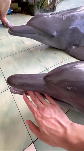 Ivan Akira on TikTok