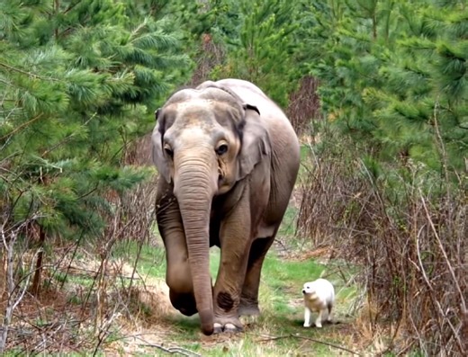 Bella and Tara, a homeless dog and an elephant, who were best friends until the end... The story of Bella the dog and Tara the elephant is by far one of the most touching we have ever seen... | Let’s live together