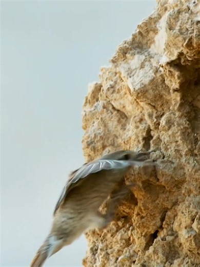 Viper Eats Flycatcher: Newly Discovered Viper Species