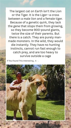 The 900lb Cat That Shouldn't Exist 🦁🐯