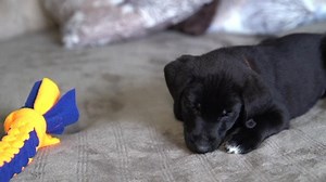 Mike Gatta of Ottawa Dog Rescue says little Archie was given up after his owners realized what a handful puppies could be. Read more: www.cbc.ca/1.5418172 | CBC Ottawa