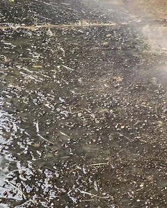 Discipline isn't just for the military—it's the backbone of every exterior cleaning job we do. At Servant Softwash, our veteran-led team applies strict service standards to protect your property while delivering a spotless finish. From soft washing delicate roofs to power washing concrete, every detail matters. Choosing us means trusting a team that treats your home or business with the respect and care it deserves. Ready to see disciplined precision in action? Reach out today for your FREE esti