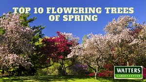 Top 10 Flowering Trees of Spring  Howdy, garden friends. Ken and...