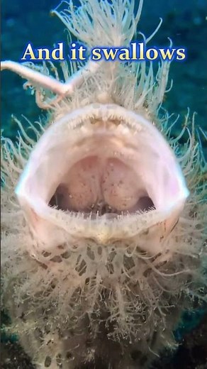 Frogfish Facts | World’s Strangest Fish