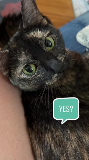 Cute Cats with Their Tongues Out: Adorable Moments