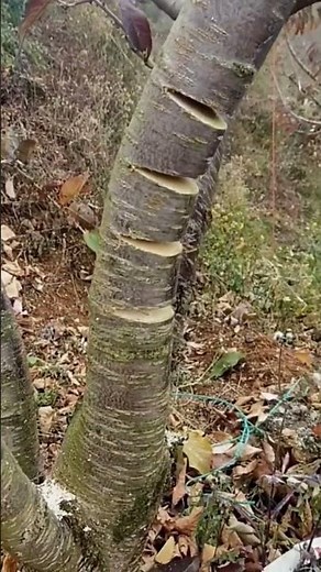 Peach branch trunk bending process