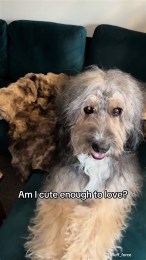 #OdinTheBernedoodle #FluffForce #FluffForce3