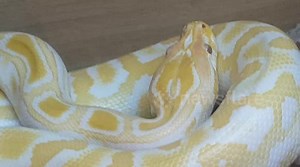 Burmese python Yellow Snake was a impressive sight to see this large Reptile