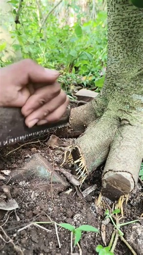 Ficus Bonsai Root Development 🌳