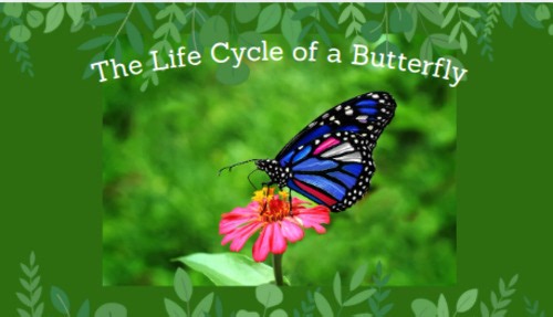 The Life Cycle of a Butterfly Narrated Slideshow Presentation