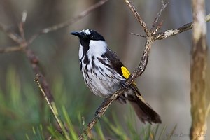 White cheeked honeyeater - Alchetron, the free social encyclopedia