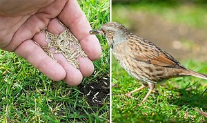 Five ways to stop birds eating grass seed - 'very effective'