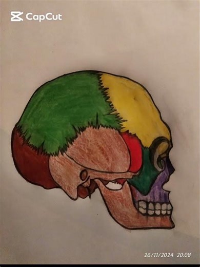 How to Draw and Label Human Skull Anatomy.................
