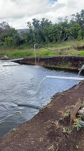 Mt Giluwe rainbow trout fish farming... #viralvideoシfyp #millionviewsreels #fypシ゚viralシfypシ゚ | Bãgãrãp Lêwã