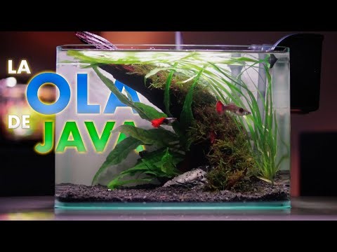 La Ola de Java | Aquascape con Guppys Platinum Dumbo Red Tail