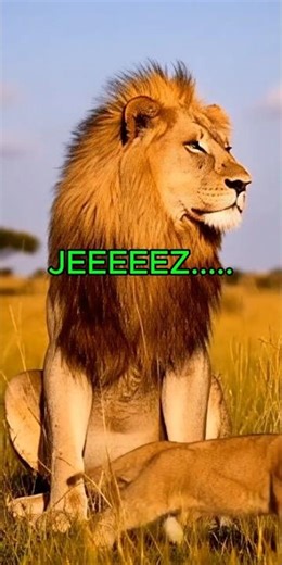 Lion Gets Slapped for Staring at Another Lioness!