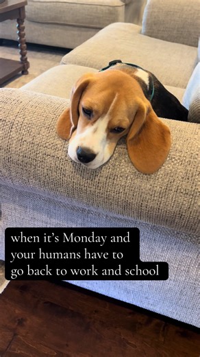 …don’t feel too bad for him…he has a stay at home mom 💁‍♀️😆#beaglesoftiktok #beagle #funnydogs #dogsoftiktok #cute