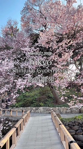 新宿御苑の桜開花状況とアクセス情報