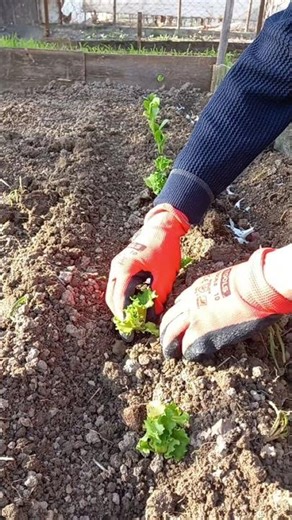 Planting the first lettuces of spring | #lettuce #gardening #vegetables