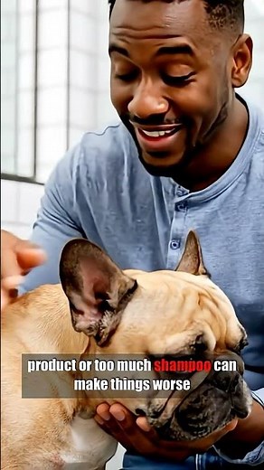 How to Safely Use Medicated Shampoos on French Bulldogs
