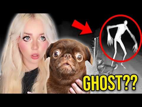 PUPPY REACTS TO SCARY VIDEOS.... (PART 4)