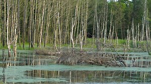 Wood lies on the water surface in the swamp. In the background the forest. Masuria Warmia Poland.
