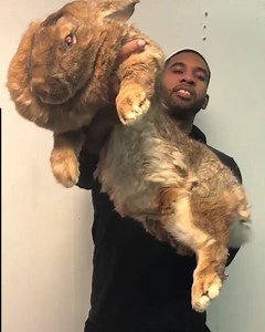 1.3M views · 7.2K reactions | This rabbit is an absolute UNIT!  | UNILAD | Facebook