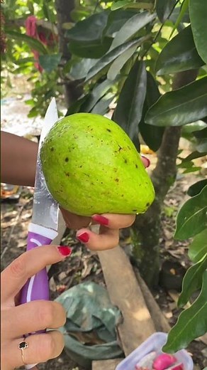 Split Avocado Fruit #avocado