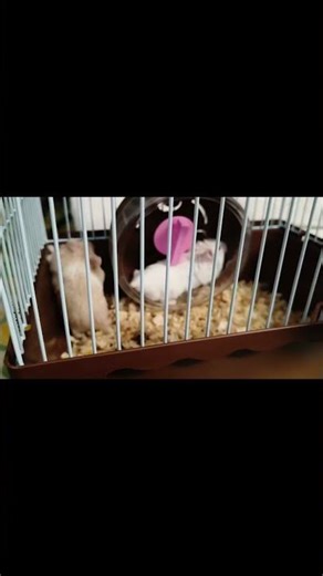 humpy dumpy playing #shortvideo